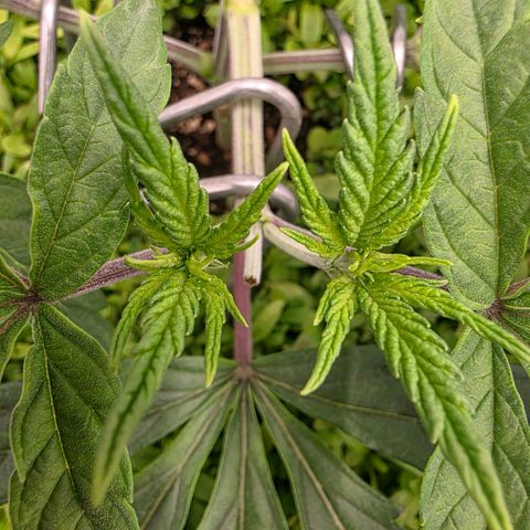 Planet of the Grapes RBX growlog timeline photo