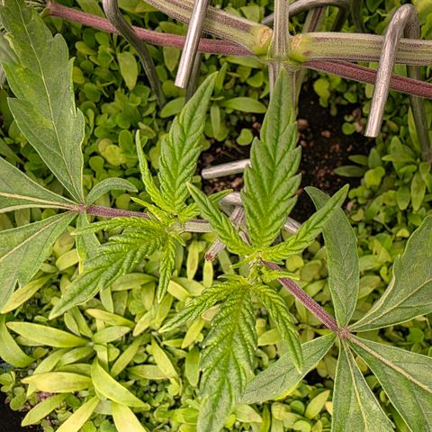 Planet of the Grapes RBX growlog timeline photo