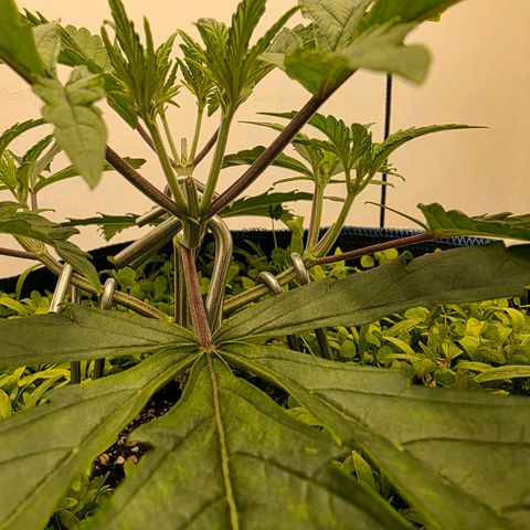 Planet of the Grapes RBX growlog timeline photo