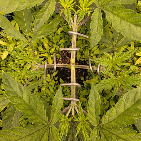Planet of the Grapes RBX growlog timeline photo