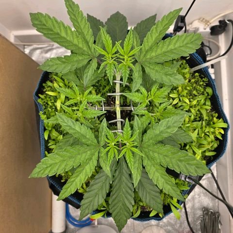 Planet of the Grapes RBX growlog timeline photo