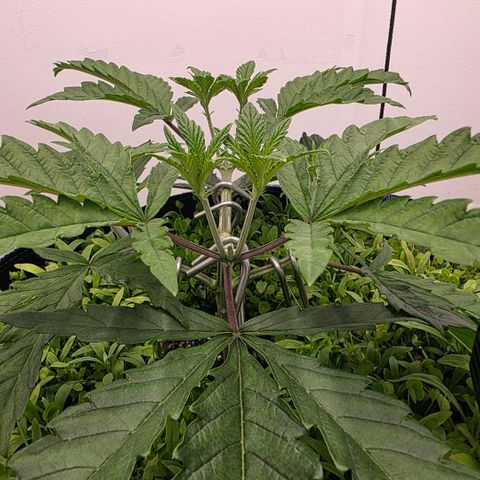 Planet of the Grapes RBX growlog timeline photo