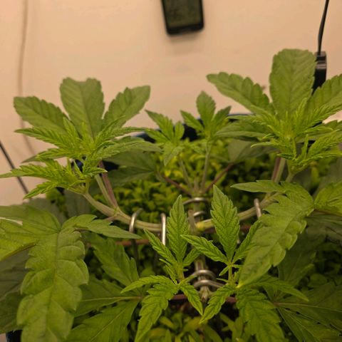 Planet of the Grapes RBX growlog timeline photo