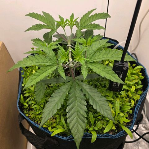 Planet of the Grapes RBX growlog timeline photo