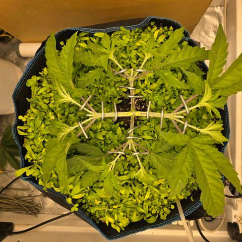 Planet of the Grapes RBX growlog timeline photo