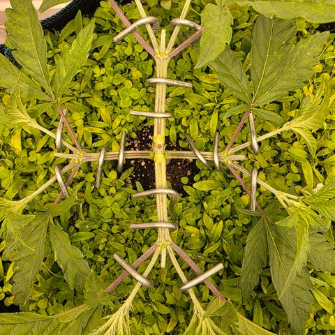 Planet of the Grapes RBX growlog timeline photo
