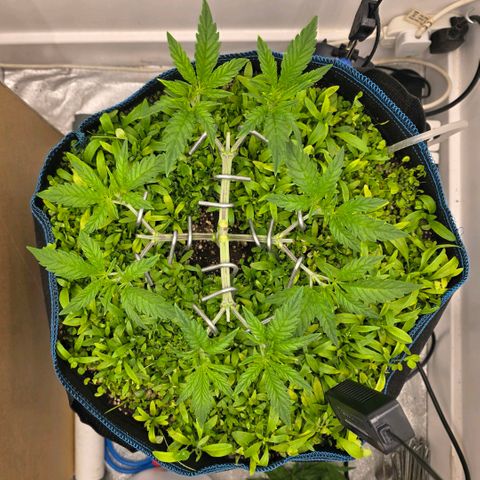 Planet of the Grapes RBX growlog photo: Chopped off the 8 old fan leaves to redirect energy. They were touching the cover crop and shadowing my 8 new tops so they had to go! ✂️ 