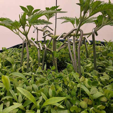 Planet of the Grapes RBX growlog photo: Chopped off the 8 old fan leaves to redirect energy. They were touching the cover crop and shadowing my 8 new tops so they had to go! ✂️ 