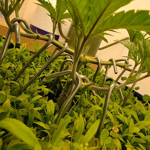 Planet of the Grapes RBX growlog timeline photo