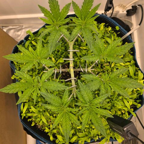 Planet of the Grapes RBX growlog timeline photo
