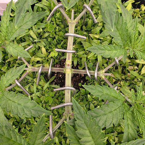 Planet of the Grapes RBX growlog timeline photo