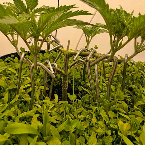Planet of the Grapes RBX growlog timeline photo
