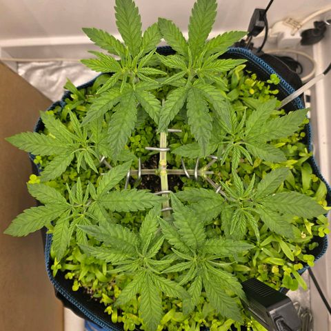 Planet of the Grapes RBX growlog timeline photo