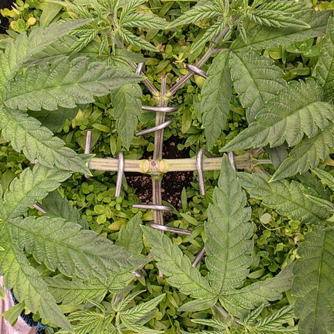 Planet of the Grapes RBX growlog timeline photo