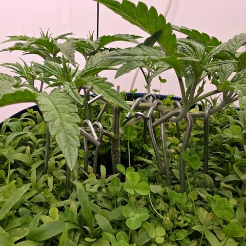 Planet of the Grapes RBX growlog timeline photo