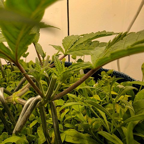 Planet of the Grapes RBX growlog photo: 3rd round of topping ✂️ now at 16 tops 💪 🍀 