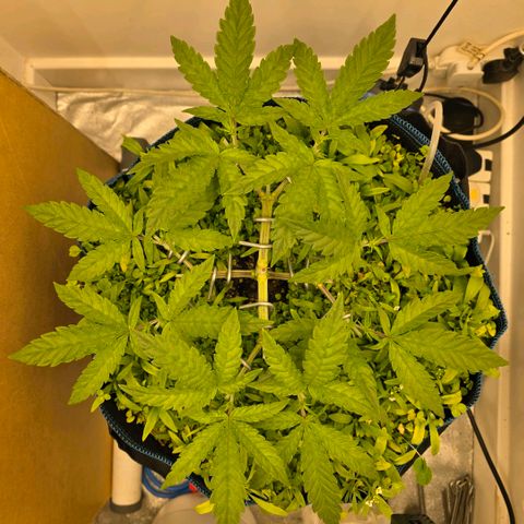 Planet of the Grapes RBX growlog photo: 3rd round of topping ✂️ now at 16 tops 💪 🍀 