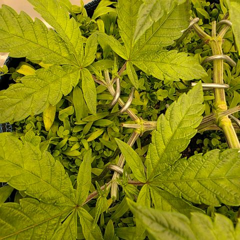 Planet of the Grapes RBX growlog photo: 3rd round of topping ✂️ now at 16 tops 💪 🍀 