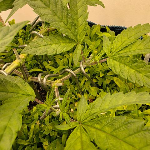 Planet of the Grapes RBX growlog photo: 3rd round of topping ✂️ now at 16 tops 💪 🍀 