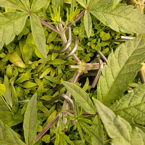 Planet of the Grapes RBX growlog photo: Recovering well after the topping yesterday 🍀