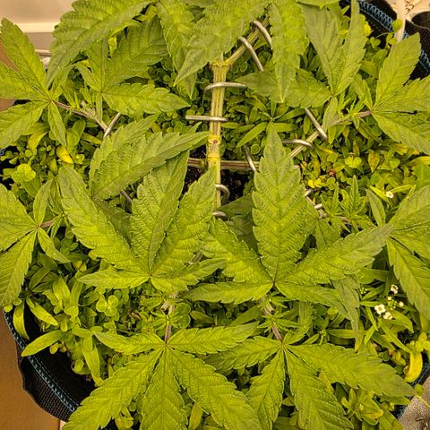 Planet of the Grapes RBX growlog photo: Recovering well after the topping yesterday 🍀