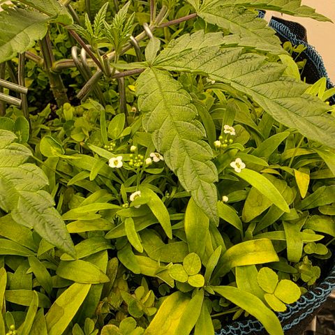Planet of the Grapes RBX growlog photo: Recovering well after the topping yesterday 🍀