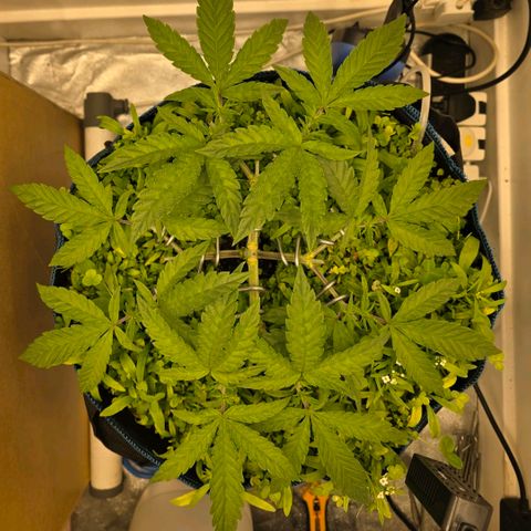 Planet of the Grapes RBX growlog photo: Recovering well after the topping yesterday 🍀