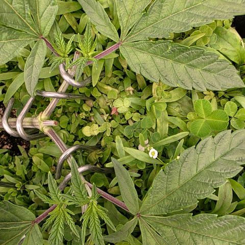 Planet of the Grapes RBX growlog photo: Recovering well after the topping yesterday 🍀