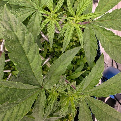 Planet of the Grapes RBX growlog photo: 16 good looking tops 🍀