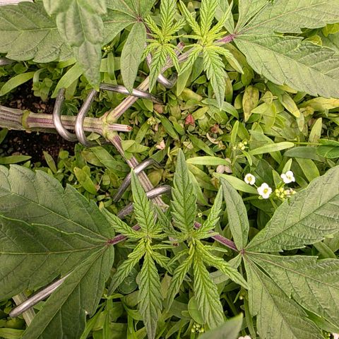Planet of the Grapes RBX growlog photo: 16 good looking tops 🍀