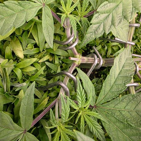Planet of the Grapes RBX growlog photo: 16 good looking tops 🍀