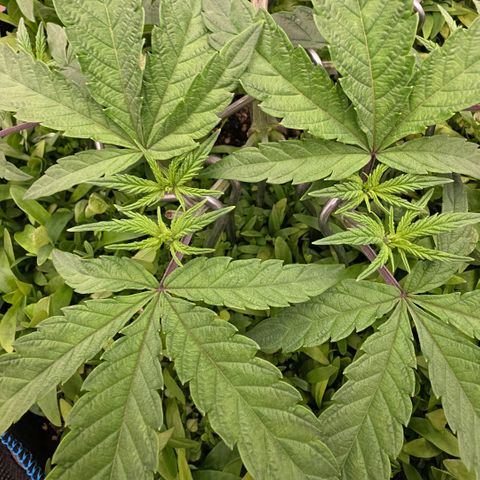 Planet of the Grapes RBX growlog photo: 16 good looking tops 🍀