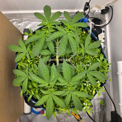 Planet of the Grapes RBX growlog photo: 16 good looking tops 🍀