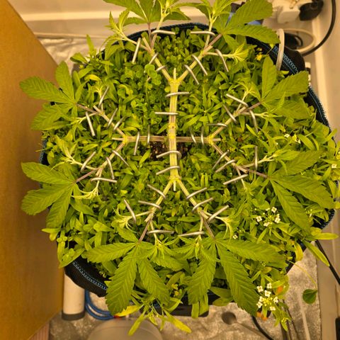 Planet of the Grapes RBX growlog photo: Removed the inner leaves blocking new tops and set my 16 tops in the right direction 