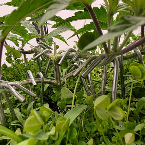 Planet of the Grapes RBX growlog photo: 16 good looking tops 🍀