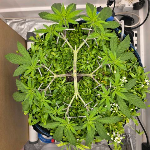 Planet of the Grapes RBX growlog timeline photo