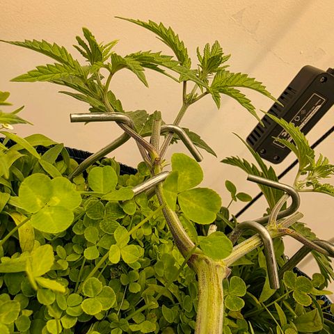 Planet of the Grapes RBX growlog timeline photo