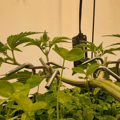 Planet of the Grapes RBX growlog timeline photo