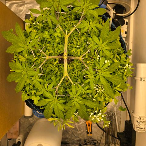 Planet of the Grapes RBX growlog timeline photo