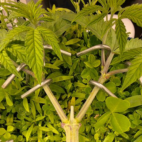 Planet of the Grapes RBX growlog timeline photo