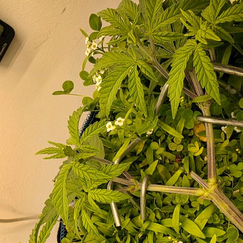 Planet of the Grapes RBX growlog timeline photo