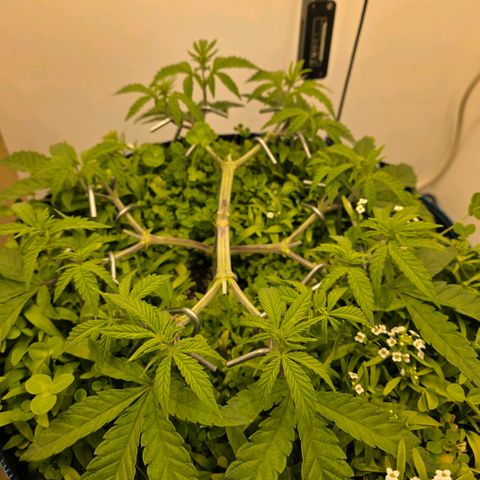 Planet of the Grapes RBX growlog timeline photo