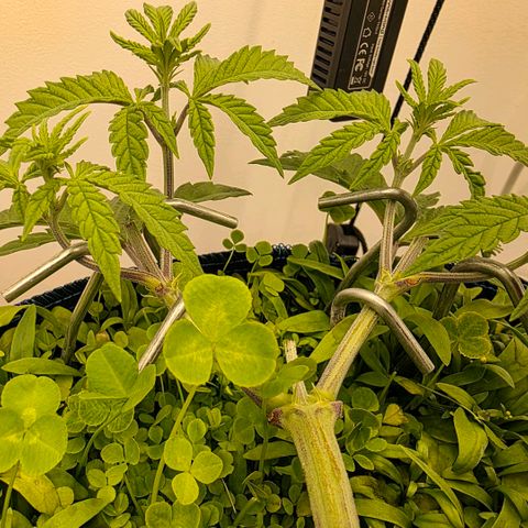 Planet of the Grapes RBX growlog timeline photo