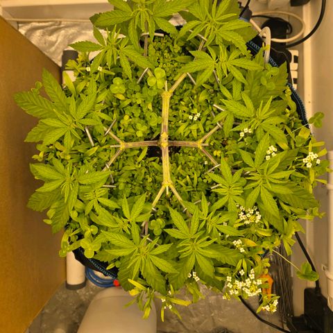 Planet of the Grapes RBX growlog timeline photo
