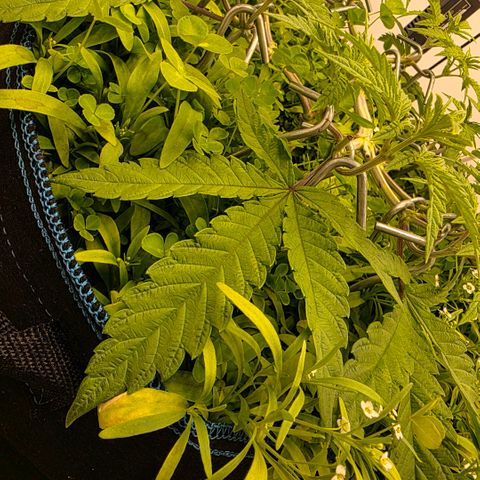 Planet of the Grapes RBX growlog timeline photo