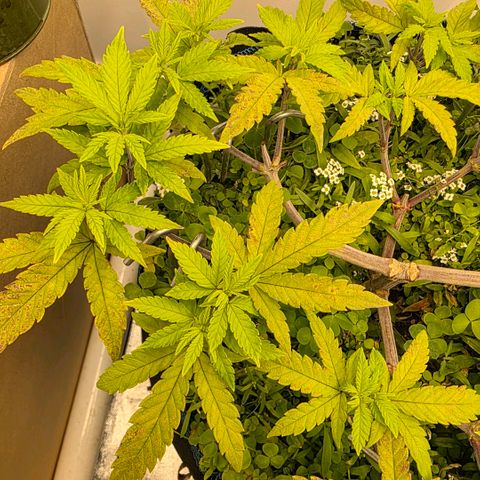 Planet of the Grapes RBX growlog timeline photo