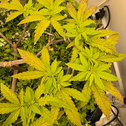 Planet of the Grapes RBX growlog timeline photo