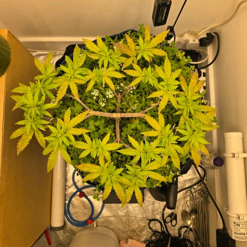 Planet of the Grapes RBX growlog timeline photo