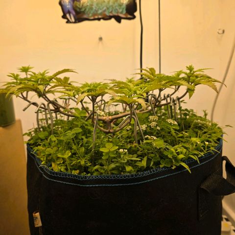 Planet of the Grapes RBX growlog timeline photo