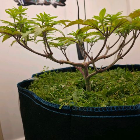 Planet of the Grapes RBX growlog timeline photo